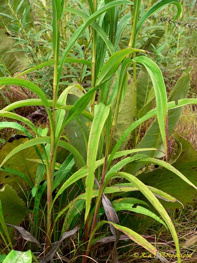 {Solidago riddellii}